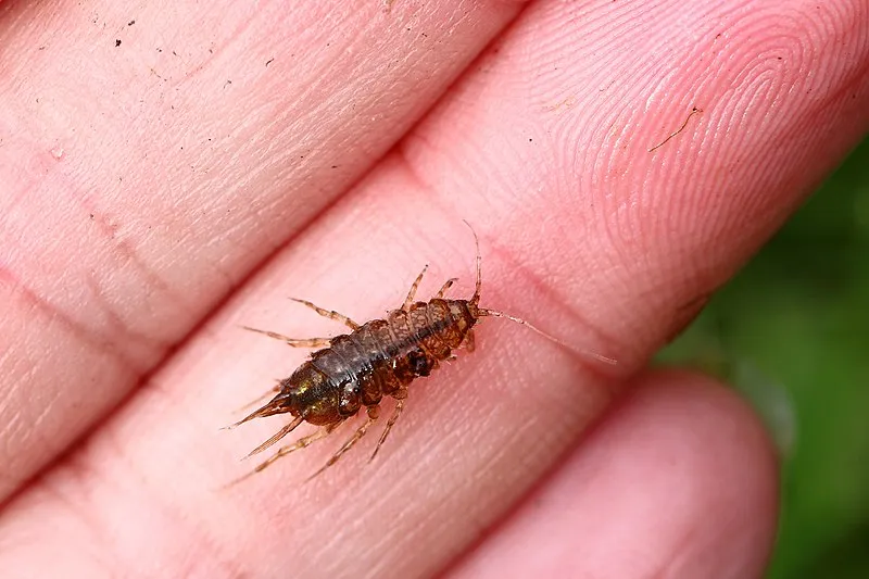 Žižavica vodná