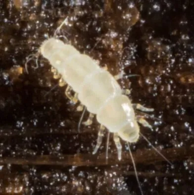 Pauropus huxleyi