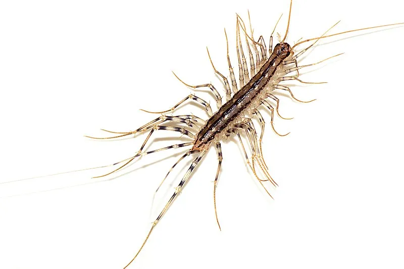 Skutigera dlhonohá