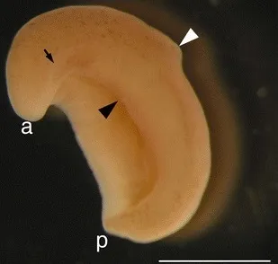 Xenoturbella bocki (a - predná časť so znázornenou statocystou, b - zadná časť, čierna šípka - ústa, biela šípka - obvodová brázda)