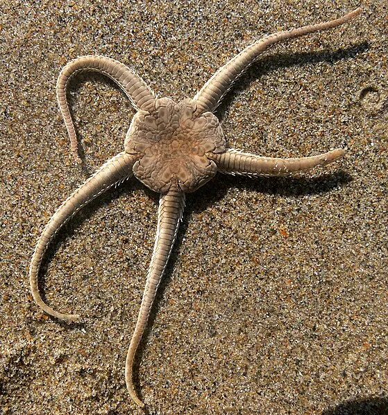 Ophiura ciliata