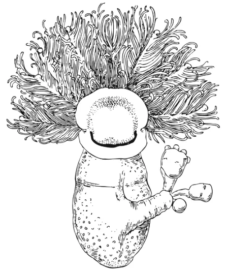 Zástupca krídložiabrovcov (Cephalodiscus dodecalophus)