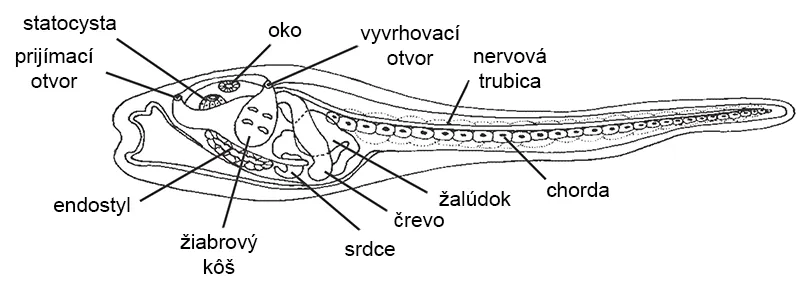 Schéma anatómie larvy ascídie