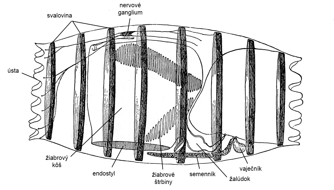 Schéma anatómie Doliolum denticulatum