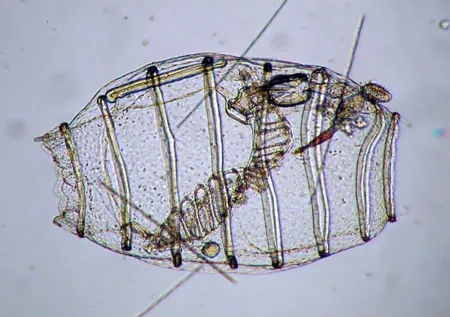 Zástupca rodu Doliolum