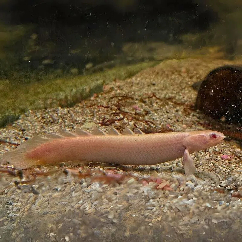 Bichir senegalský