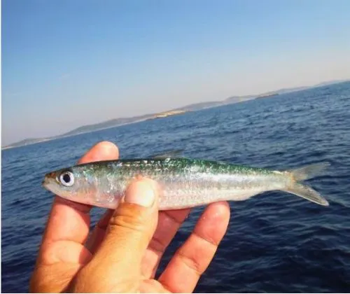 Sardinka európska
