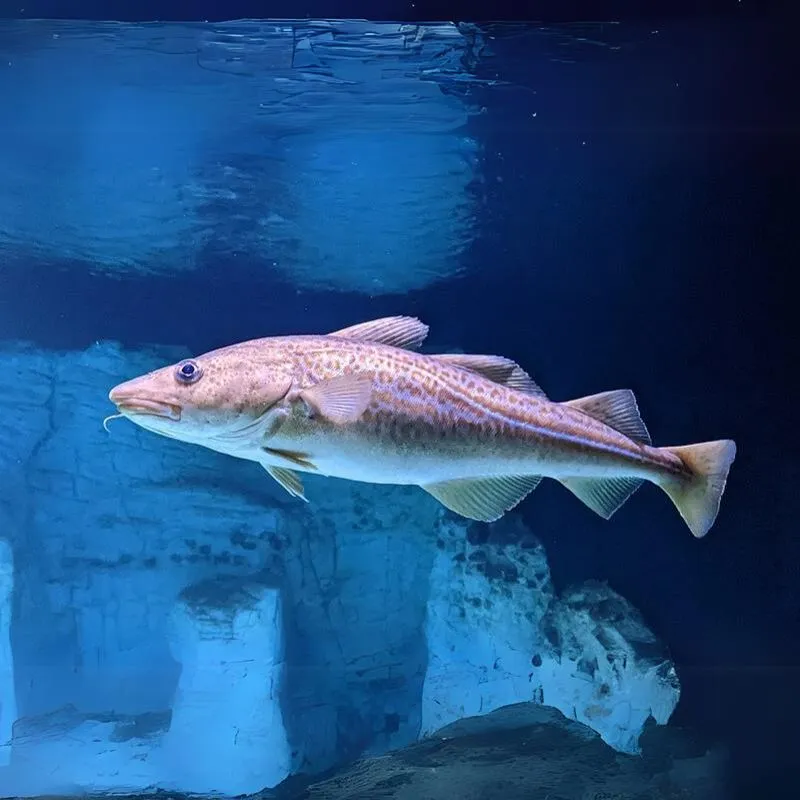 Treska atlantická