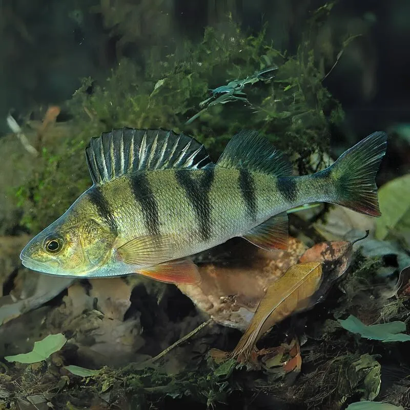 Ostriež zelenkavý