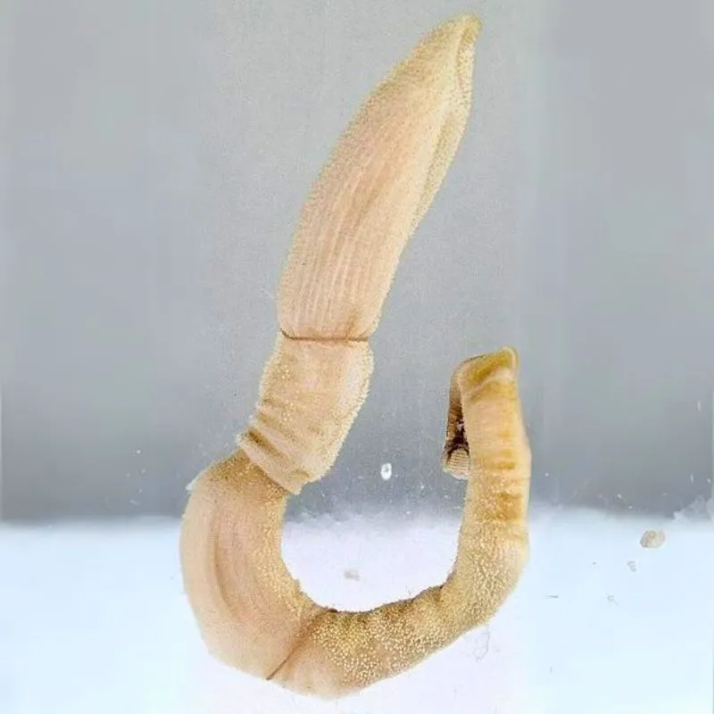 Zástupca rodu žaluďovcov (Balanoglossus)