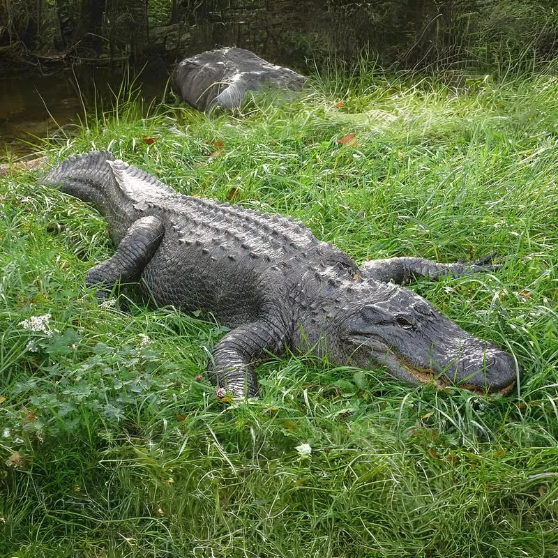 Aligátor šťukohlavý