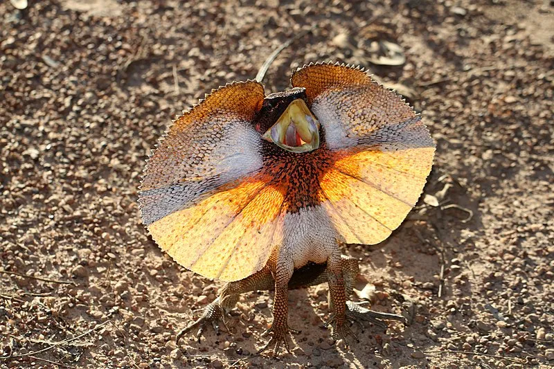Agama golierikatá