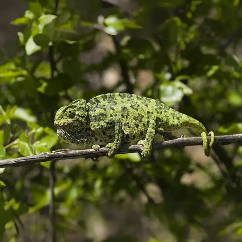 Chameleón menlivý