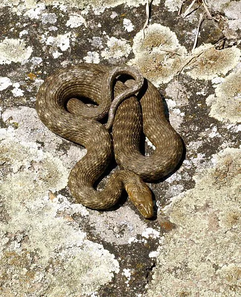 Užovka fŕkaná