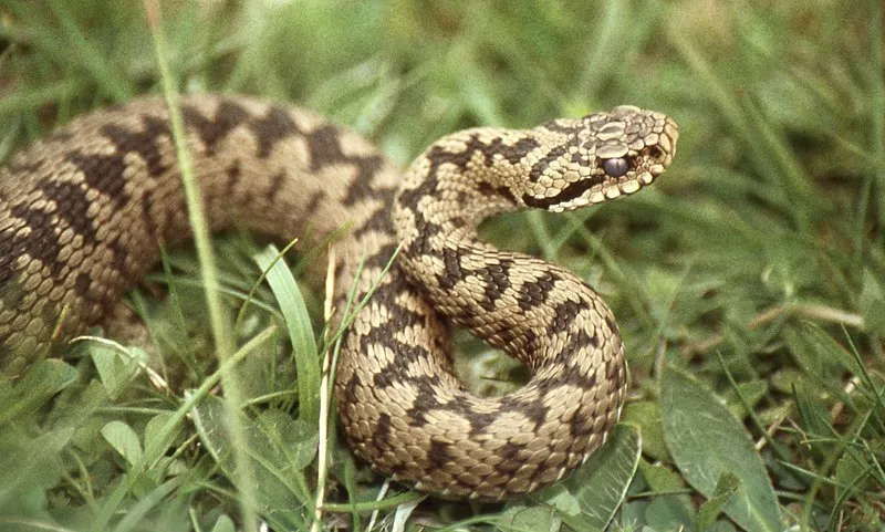 Vretenica severná