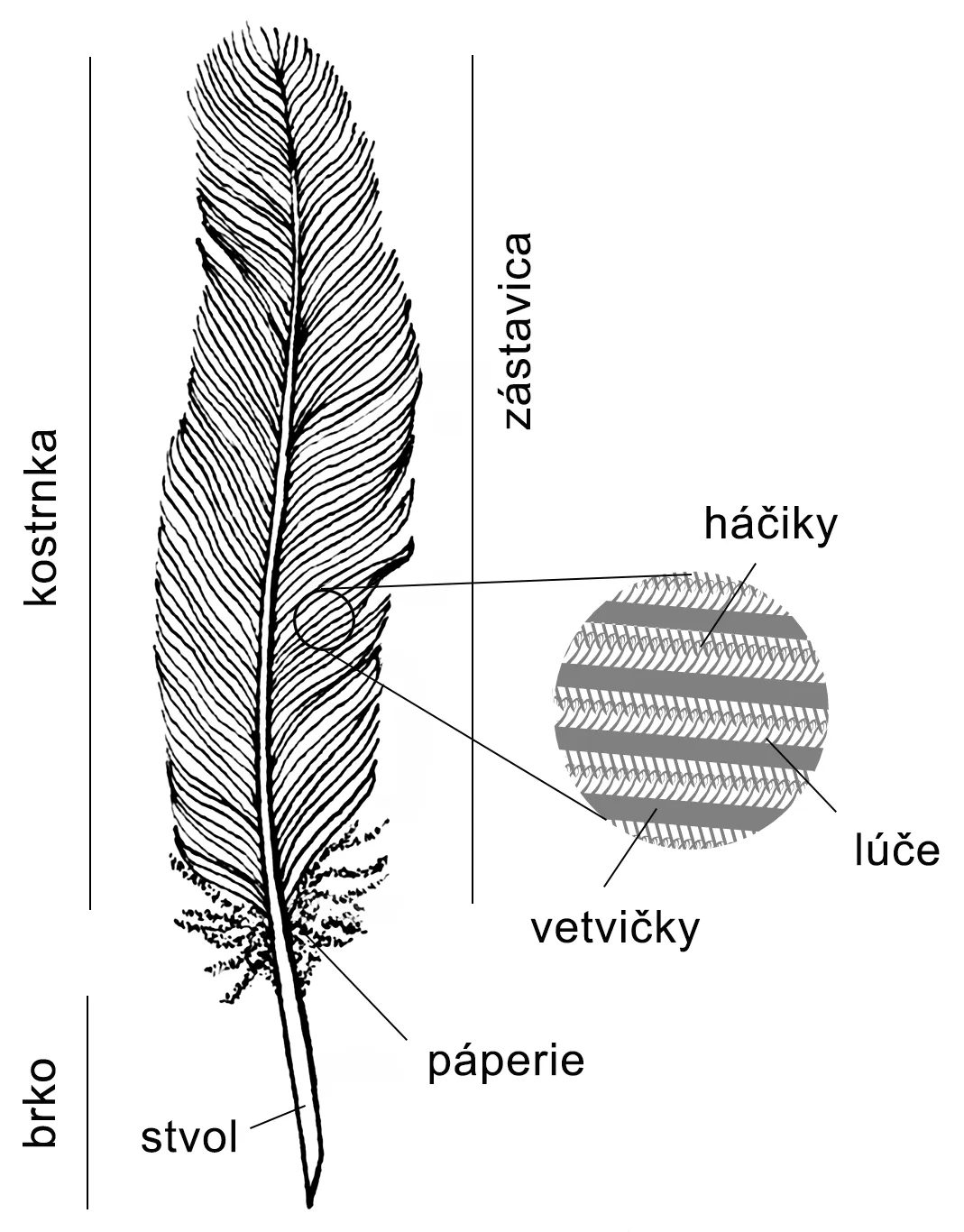 Stavba typického obrysového peria