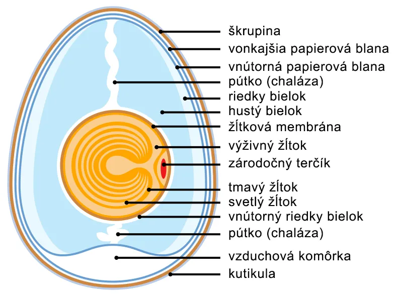 Stavba vtáčieho vajca
