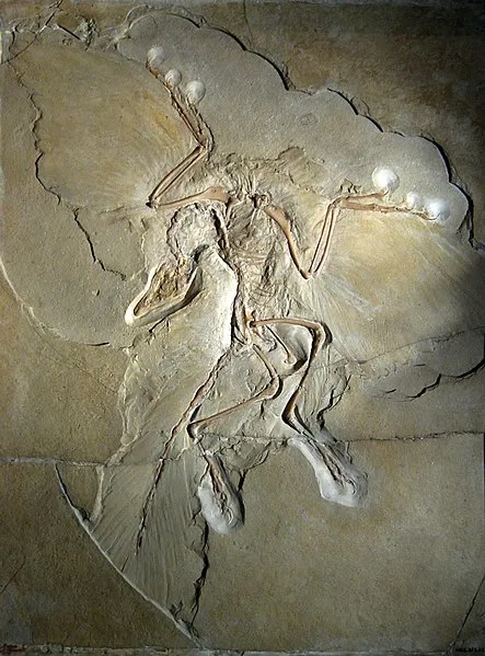 Pravták pazúrokrídly (Archaeopteryx)