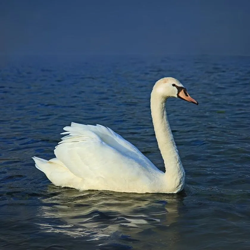 Labuť veľká