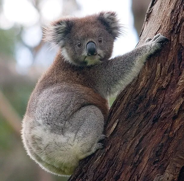 Koala medvedíkovitá