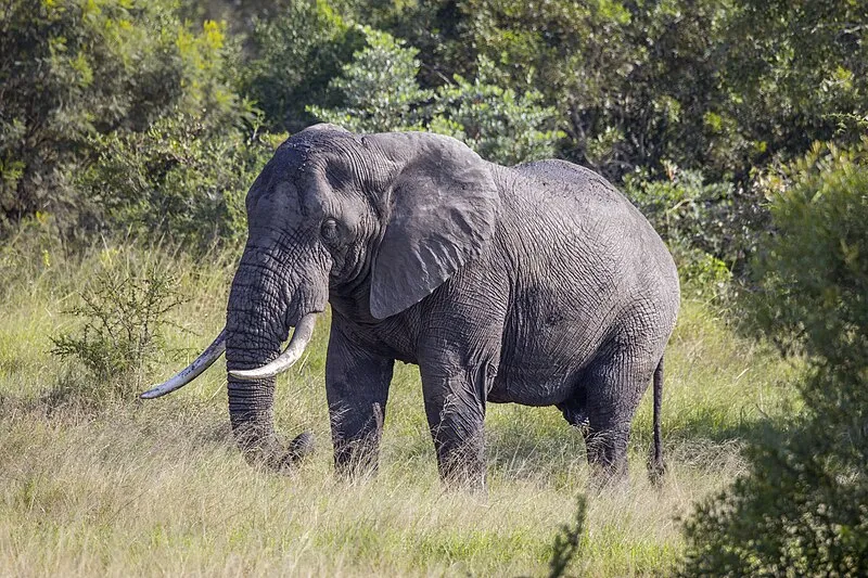 Slon africký