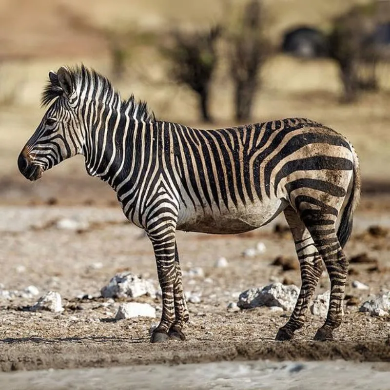 Zebra vrchovská
