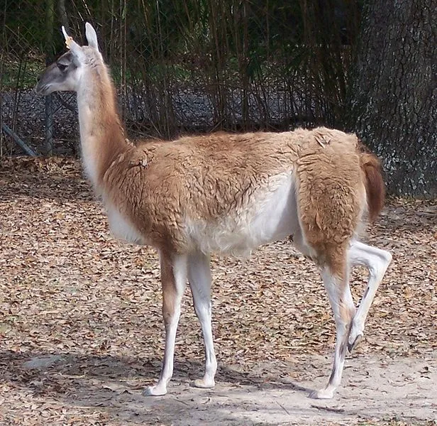 Lama huanako
