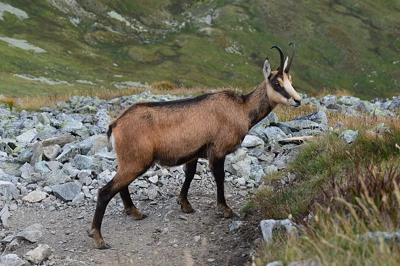 Kamzík vrchovský
