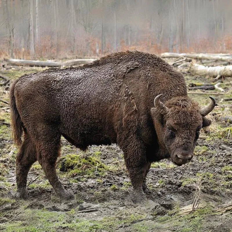 Zubor hôrny