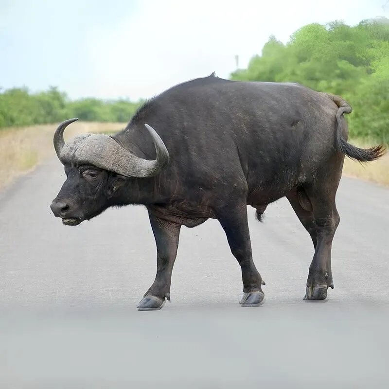 Byvol africký