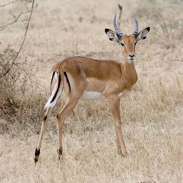 Antilopa impala