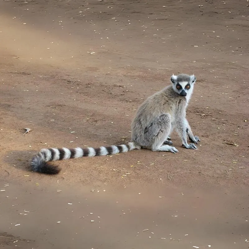 Lemur kata