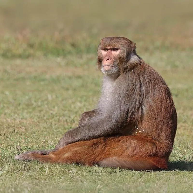 Makak rhesus