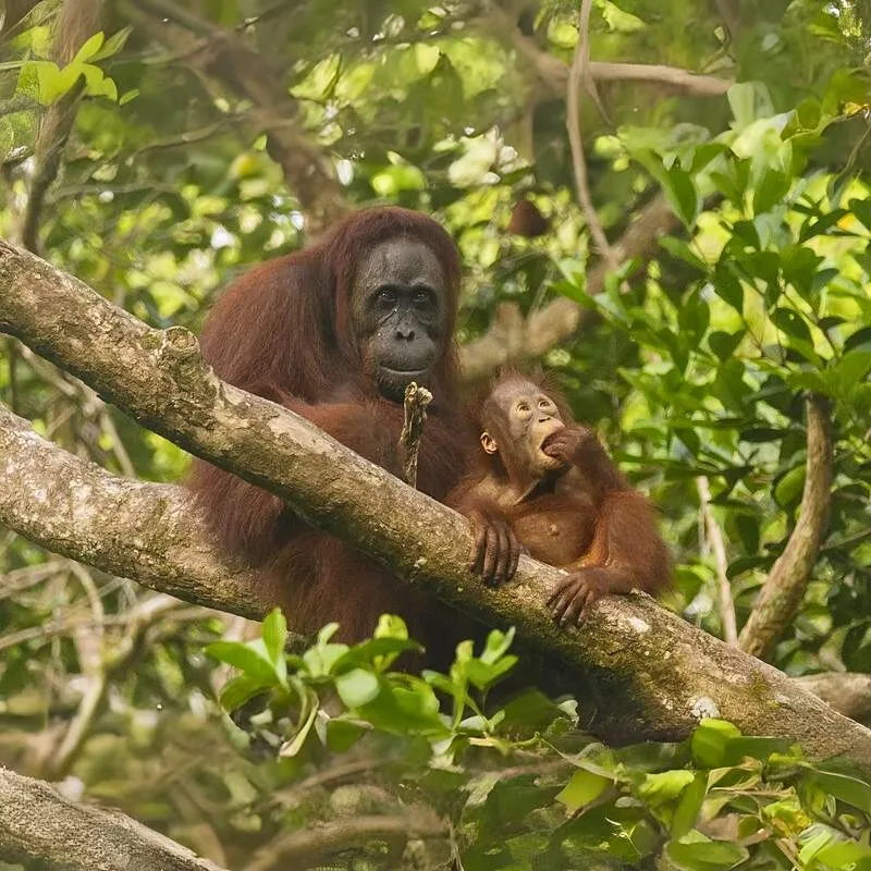 Orangutan sundský