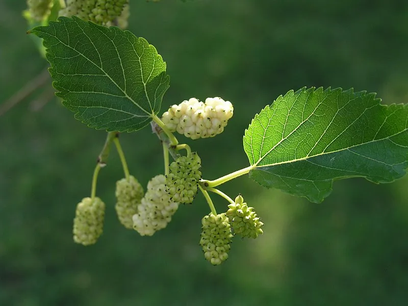 Moruša biela