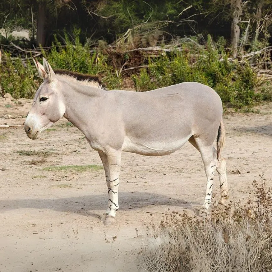 Somár africký