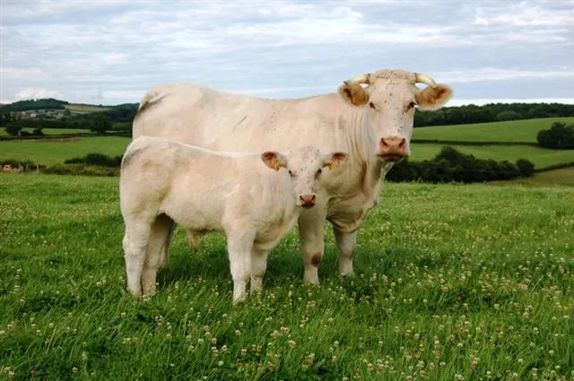 Charolais