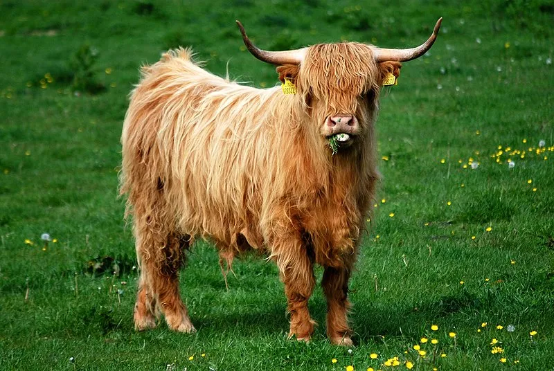 Highland