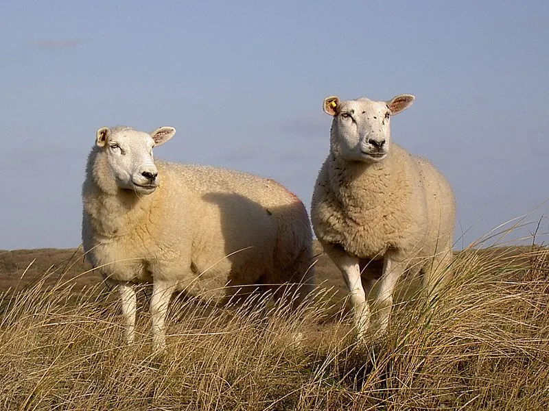 Texel