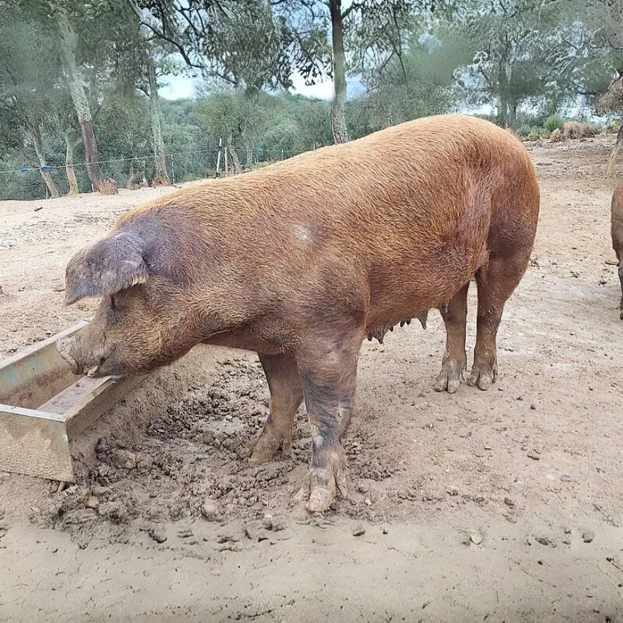 Duroc