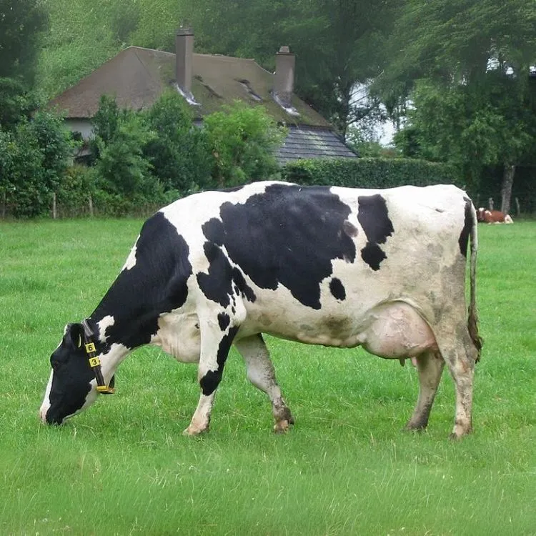 Holštajnský dobytok