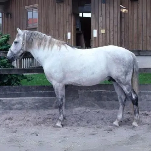 Lipicán
