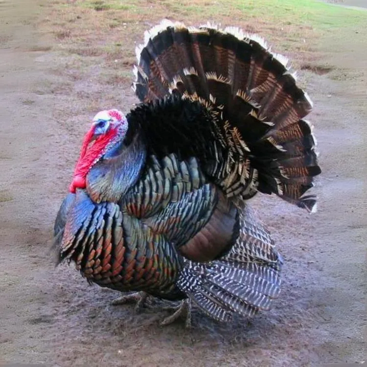 Nemecká bronzová (samec)