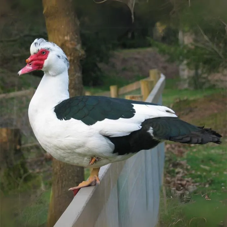 Pižmová kačica