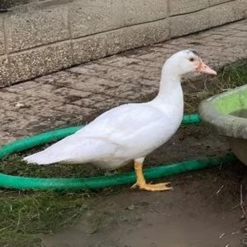 Biela pekinská kačica