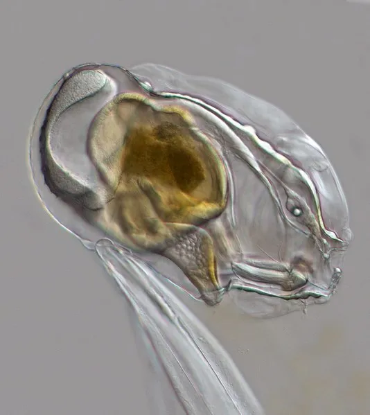 Vršovka Oikopleura dioica