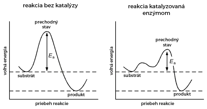 Priebeh chemickej reakcie bez katalýzy a tá istá reakcia katalyzovaná enzýmom