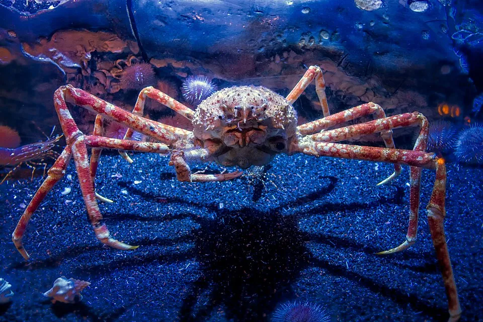 Veľkrab japonský