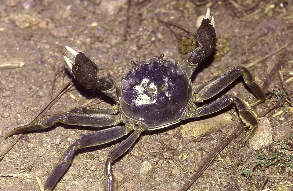 Krab čínsky