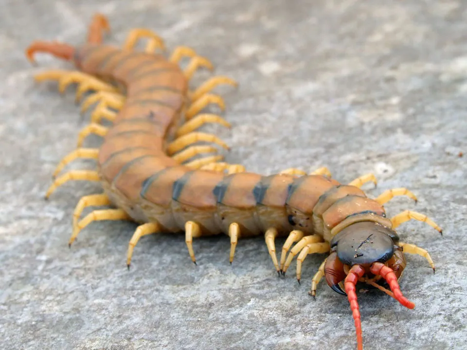 Skolopendra